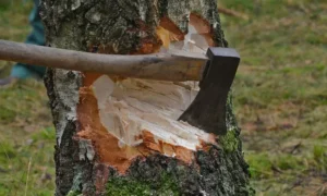 633095 750x450475939 cutting trees