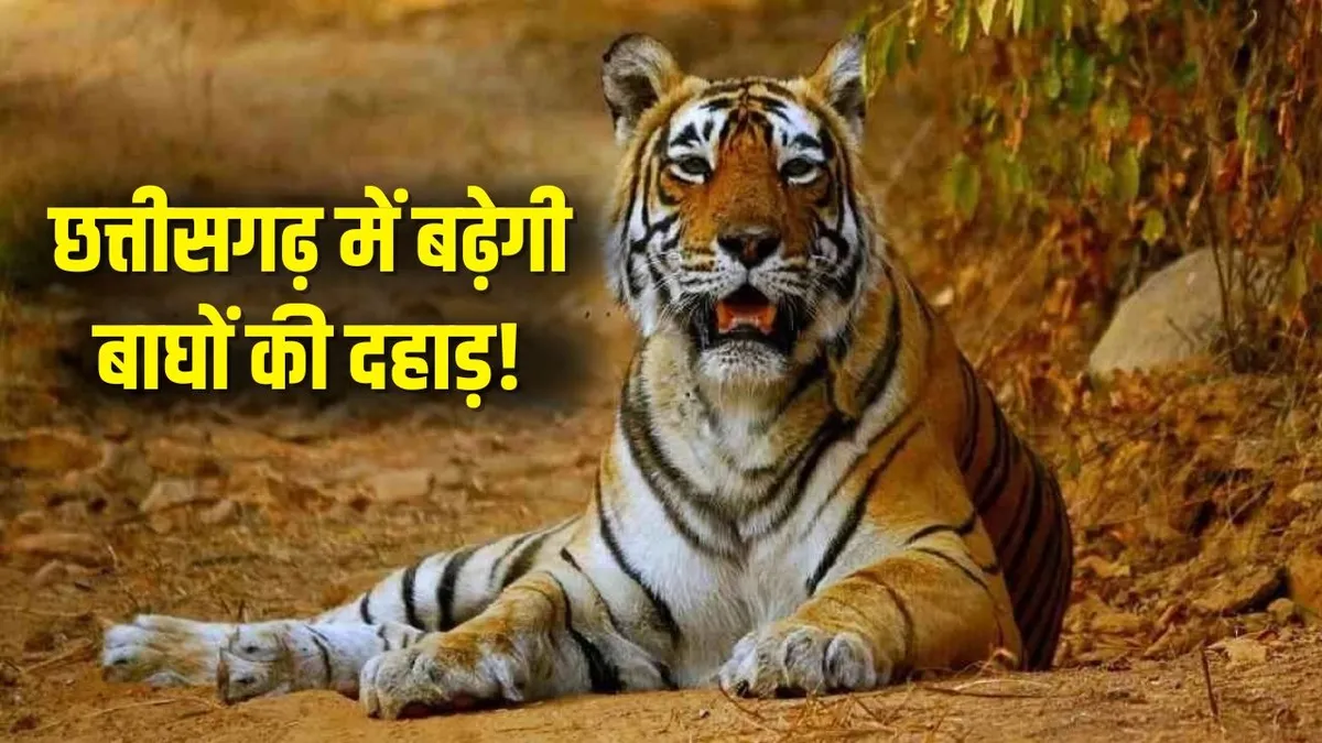 cg mp tiger translocation 2025 11 24 14 19 04