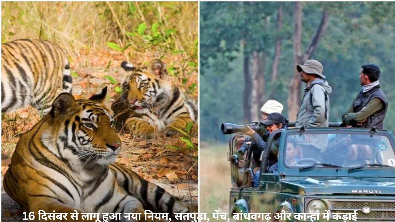 मध्य प्रदेश के Tiger रिजर्व में मोबाइल और सेल्फी पूरी तरह प्रतिबंधित