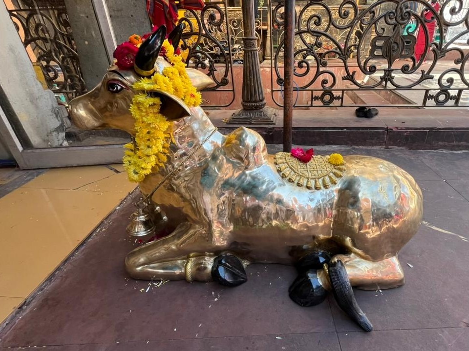 उज्जैन महाकालेश्वर मंदिर में भक्त ने 111 किलो पीतल का नंदी भेंट किया, श्रद्धालुओं में उत्साह