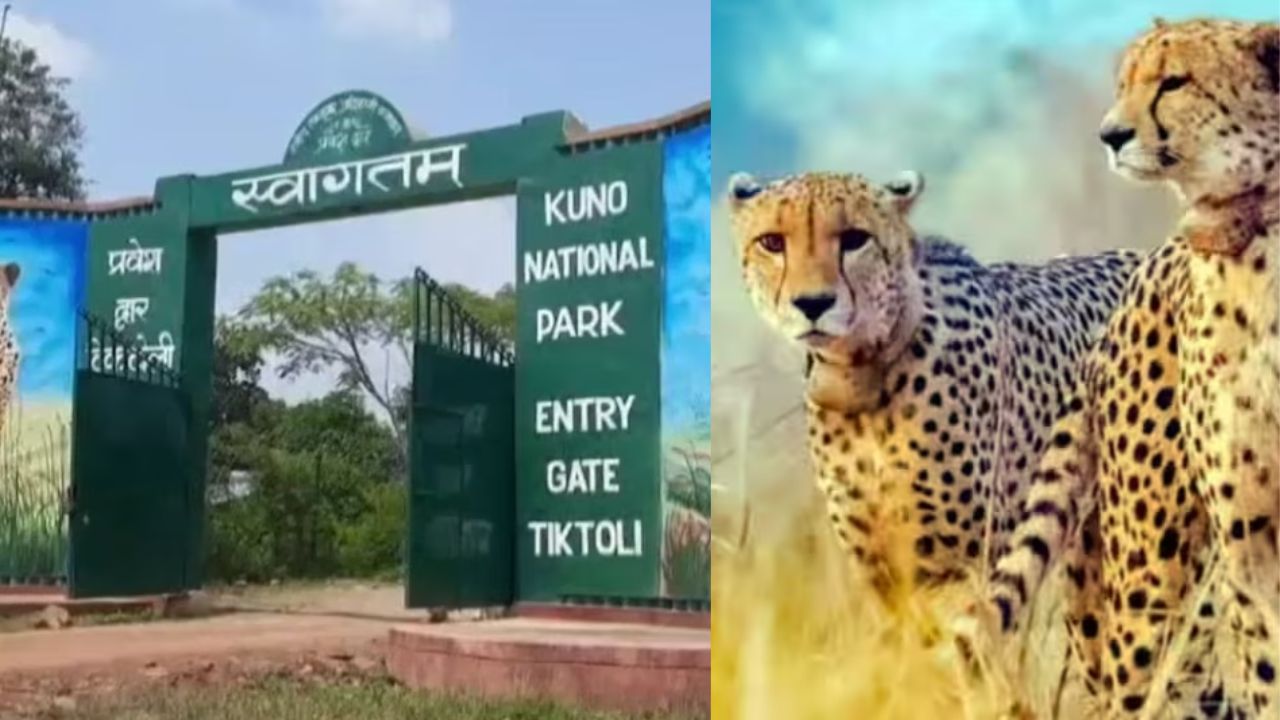 10 महीने के चीते का शव जंगल में मिला, पोस्टमार्टम रिपोर्ट का इंतजार