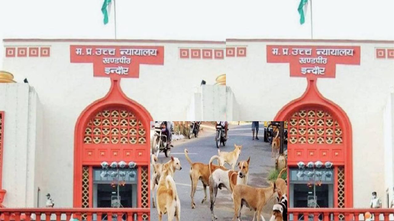 Indore में हाईकोर्ट की फटकार: नगर निगम के 2.39 लाख नसबंदी दावे पर सवाल