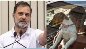 dogs