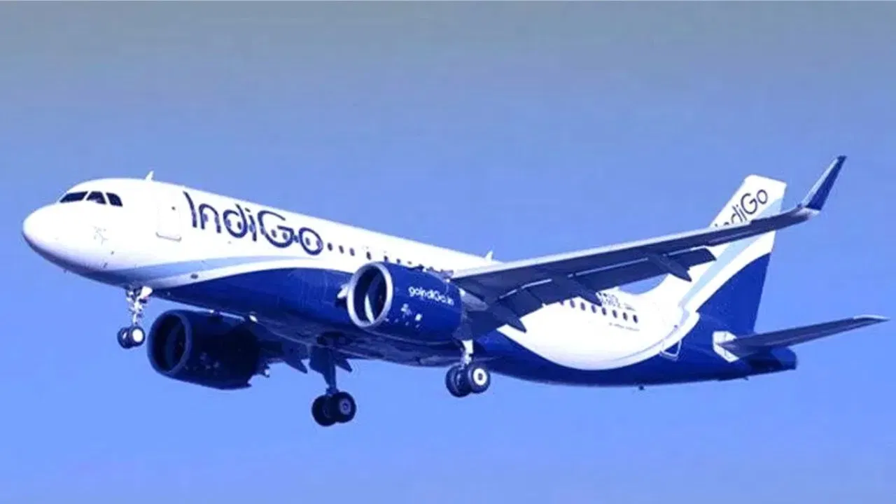 indigo 1