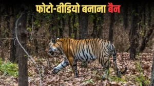 mp tiger 2025 12 16 12 36 19