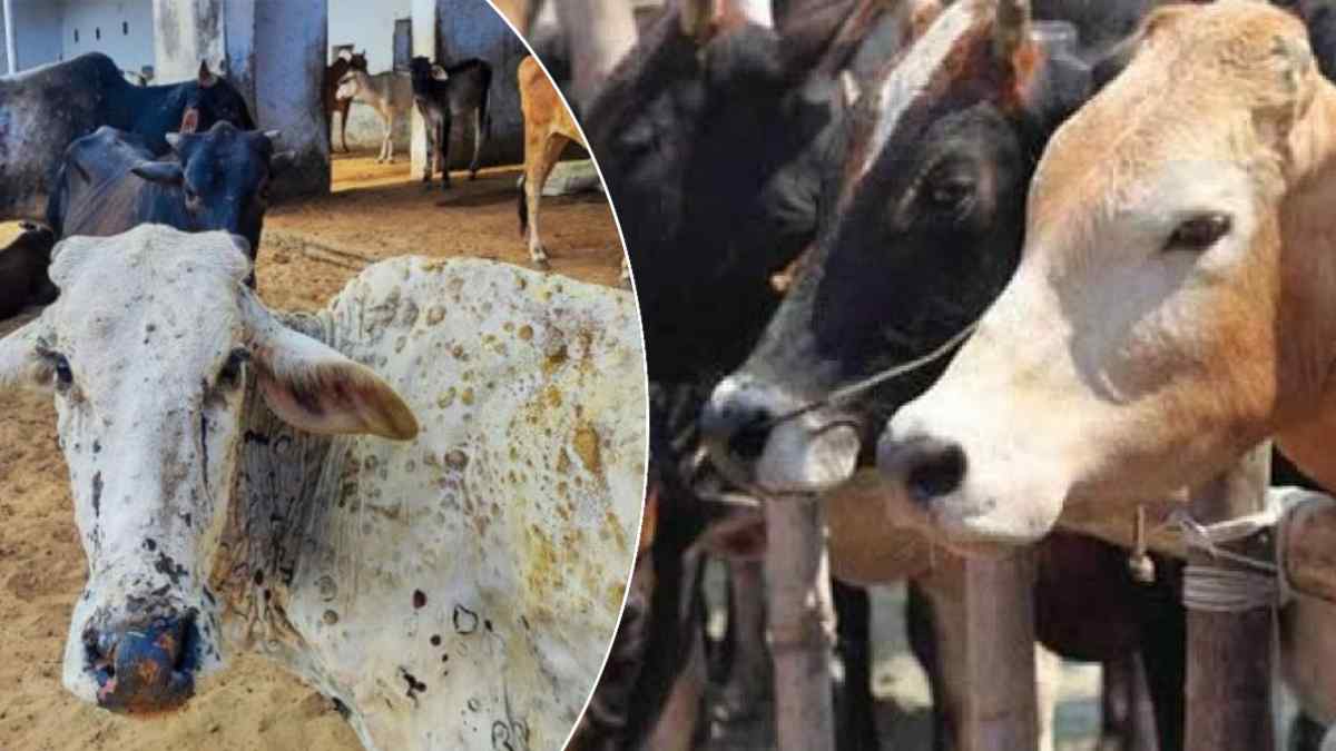 गौशालाओं की बदहाली पर सत्ता पक्ष में बहस, प्रशासन और मंत्री आमने-सामने