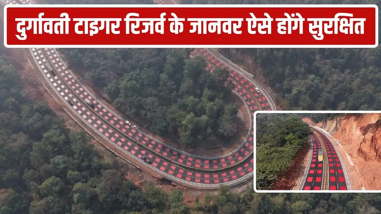 भोपाल-जबलपुर हाईवे पर 25 वाइल्डलाइफ अंडरपास: नौरादेही टाइगर रिजर्व में NHAI की नई तकनीक से वन्यजीव सुरक्षा मॉडल सफल