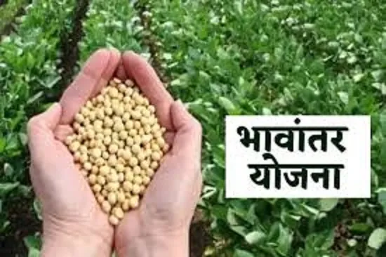 Bhavantar Yojana 2025: सोयाबीन का मॉडल रेट 4209 रुपए, MSP 5328 रुपए तक, खरीदी जनवरी तक जारी