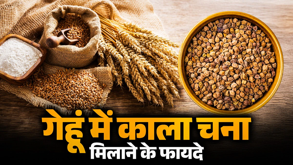 Wheat में काला चना मिलाने के फायदे: जानें क्यों बनती है यह रोटी सेहतमंद
