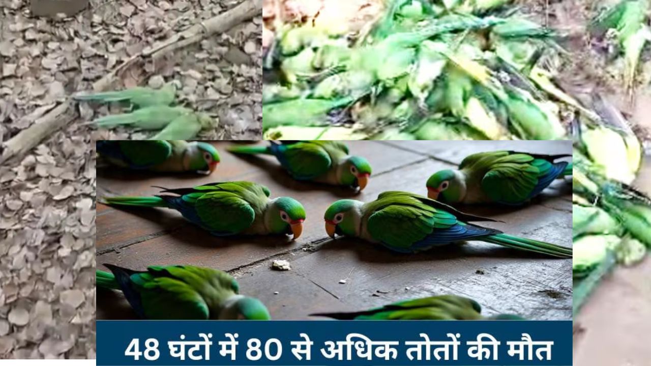 Khargone में 72 घंटे में 150 तोतों की मौत, फूड पॉइजनिंग की आशंका