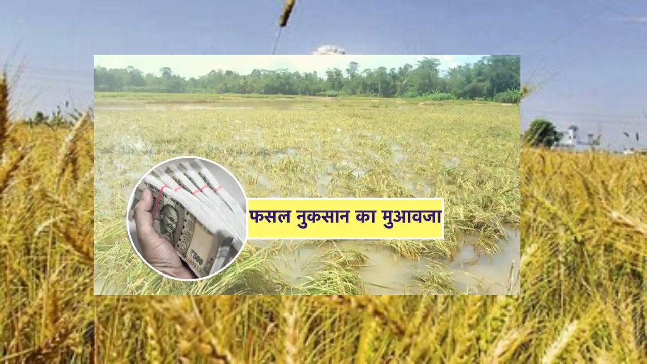 Relief for MP Farmers: ₹16,000 per Hectare Compensation for Crop Loss, Revenue Minister Announces