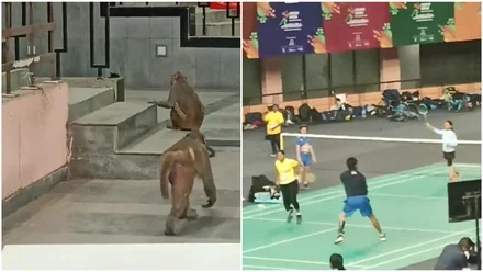 इंडिया ओपन 2026 विवादों में घिरा, अब Match में बंदर की मौजूदगी ने बढ़ाई किरकिरी