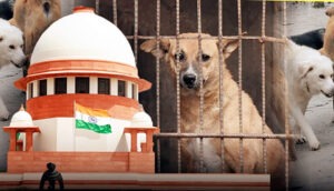 Supreme Court में स्ट्रीट डॉग्स पर बड़ी बहस