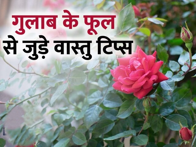 गुलाब की पंखुड़ियां घर में सकारात्मक ऊर्जा के लिए