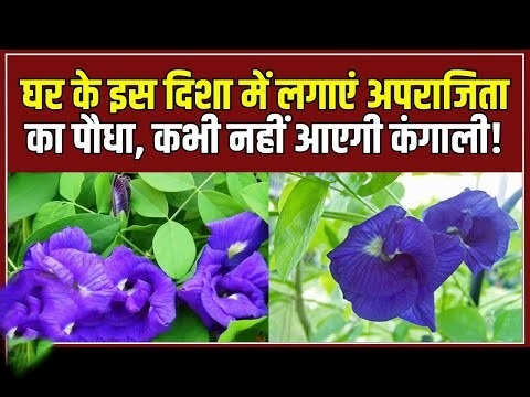 Aparajita Plant Jyotish Upay for wealth and positive energy