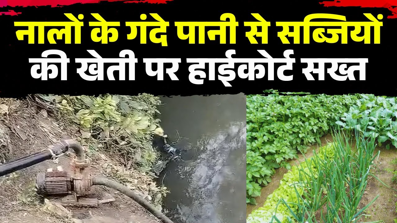 Jabalpur में स्वास्थ्य संकट: सीवेज के पानी से सिंचाई, हाईकोर्ट ने लिया संज्ञान