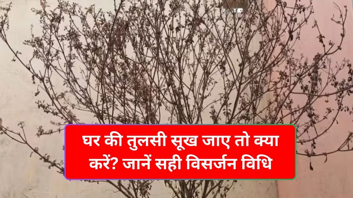 Tulsi Visarjan Vastu Niyam ke anusar tulsi visarjan vidhi