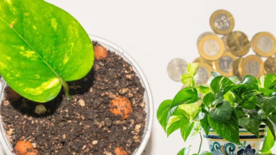 Vastu Tips for Money Plant: रसोई की यह पवित्र चीज डालते ही बदल सकती है आर्थिक स्थिति और सौभाग्य
