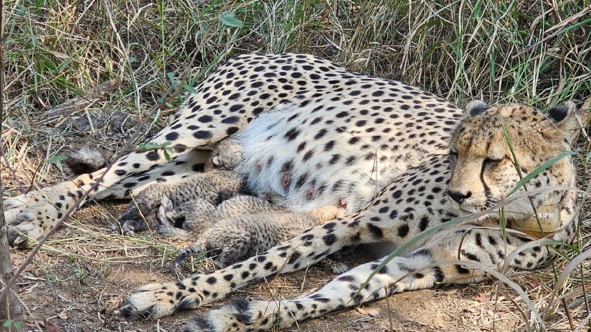 Kuno National Park Welcomes Three New Cheetah Cubs