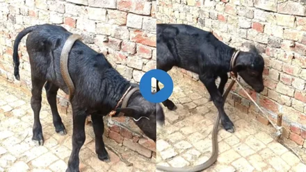 Viral Video: भैंस के बच्चे से लिपटा सांप, रोंगटे खड़े कर देने वाला खतरनाक नजारा, आखिर कैसे बची जान देखें पूरी घटना