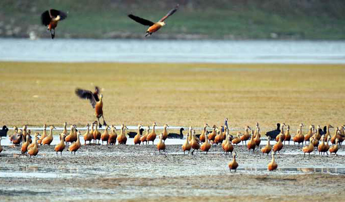 Indore Sirpur Lake Becomes a Safe Haven for International Migratory Birds