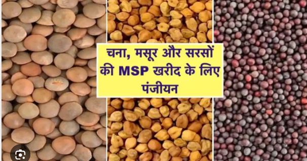 MP में चना-मसूर खरीदी के लिए पंजीयन शुरू, 16 मार्च आखिरी तारीख