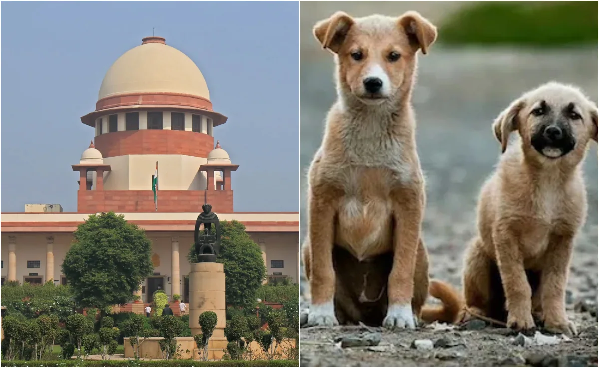 Indore में श्वानों के काटने पर हाई कोर्ट की कड़ी टिप्पणी: ‘सुप्रीम कोर्ट के आदेश का पालन तक नहीं हो रहा’