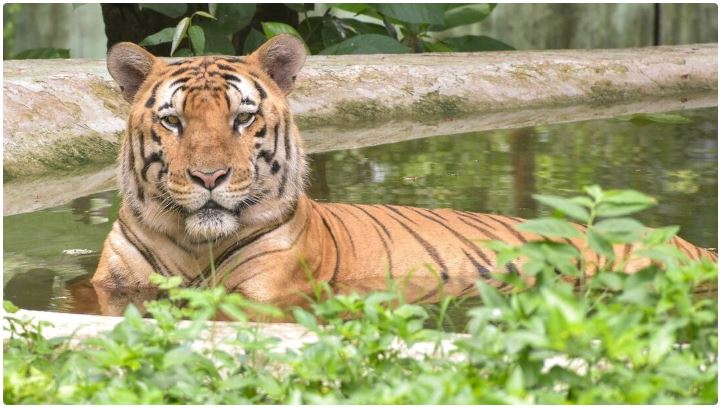 MP News: बांधवगढ़, कान्हा और पेंच में Tiger की संख्या बढ़ी, लेकिन मौतें और संघर्ष चिंता बढ़ा रहे