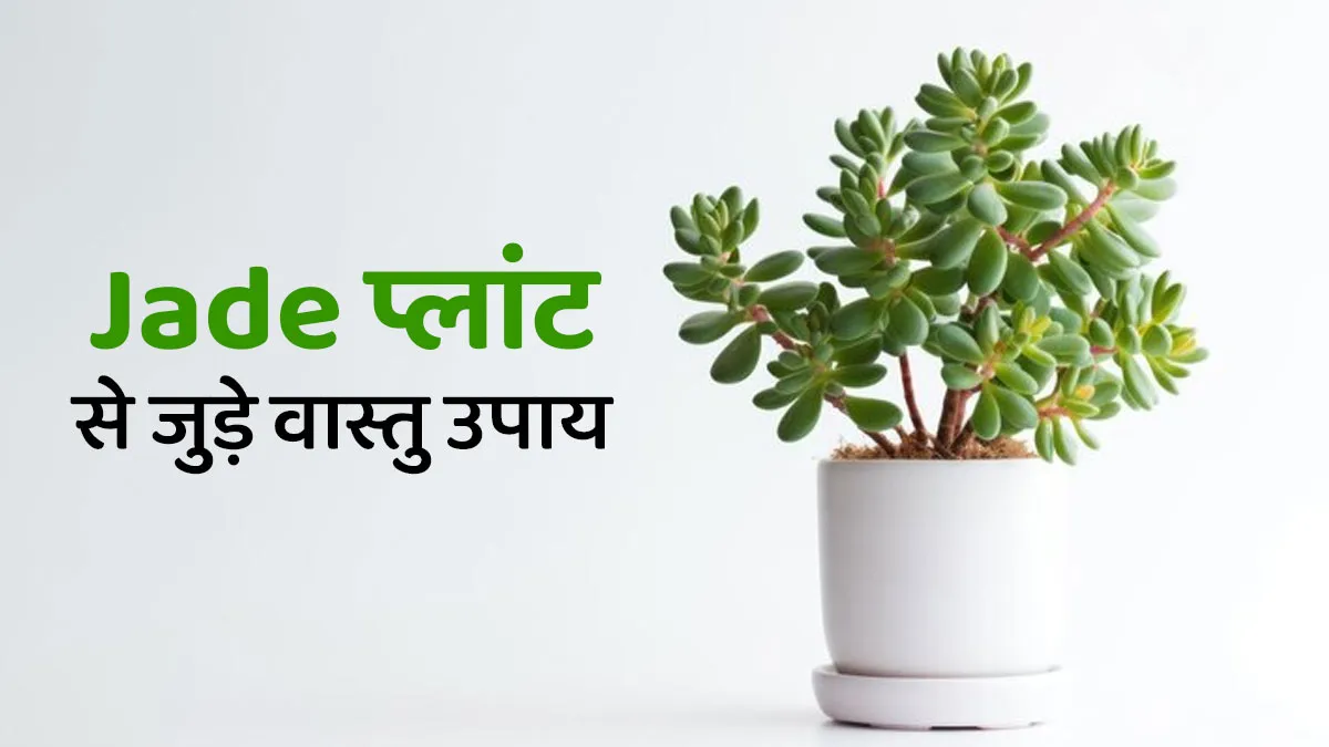 Vastu Upay: घर में धन और सुख-शांति लाने के लिए ज़ेड प्लांट लगाएं