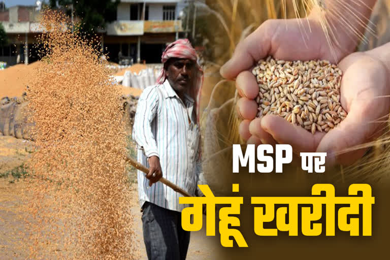 MSP पर गेहूं खरीदी में देरी, उज्जैन मंडी में किसानों में आक्रोश, शरबती गेहूं की कीमत में तेजी, प्रदेशव्यापी आंदोलन की तैयारी