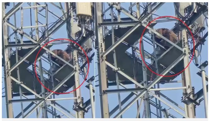 युवक ने high-tension tower पर चढ़कर मचाया हंगामा, प्रेमिका ने कहा- “तुमसे शादी कर लूंगी”