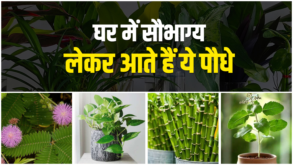 Vastu Tips Lucky Plant Mistakes: जानिए ये 7 बड़ी गलतियां जो घर की तरक्की रोकती हैं और कैसे पाएं तुरंत चौंकाने वाला सकारात्मक असर