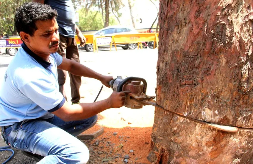 मध्य प्रदेश में पेड़ काटना हुआ मुश्किल! नगर निगम के अधिकार खत्म, अब सिर्फ वन विभाग देगा अनुमति