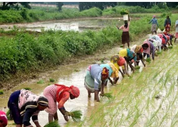 PM Aasha Yojana: किसानों को मिलेगा फसलों का पूरा MSP, जानें कैसे काम करती है योजना
