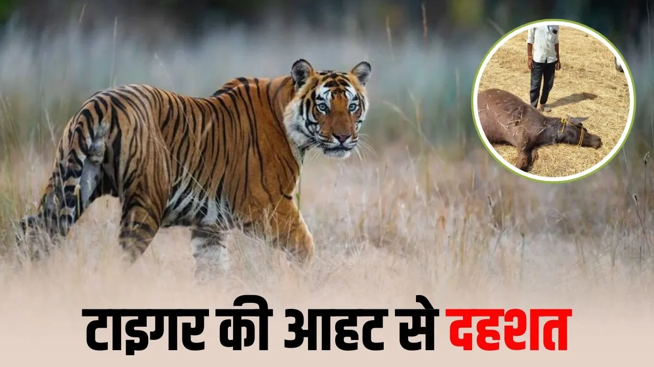 Bhopal Tiger Movement: बैरसिया रोड के 7 गांवों में टाइगर की दहशत, 10 दिनों में 5 मवेशियों का शिकार