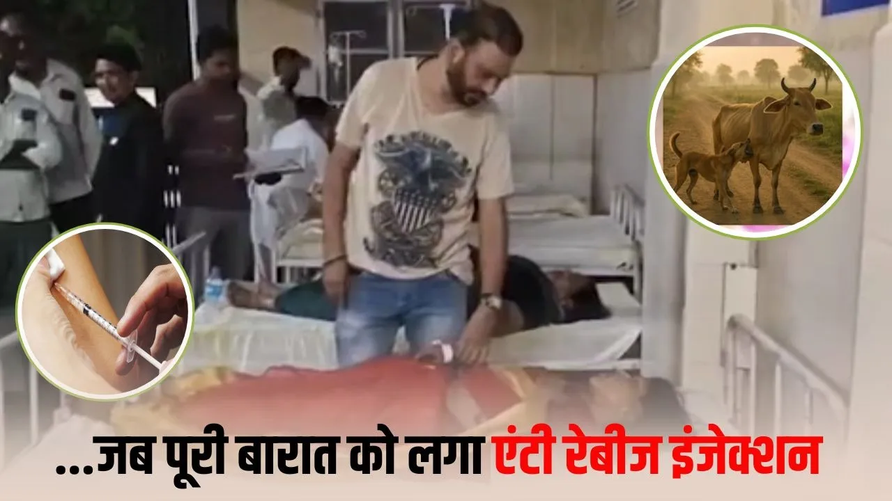 Chhindwara में बारात के 250 लोगों को Anti Rabies इंजेक्शन लगे, कुत्ते से काटी गाय का दूध बना कारण, हड़कंप मचा