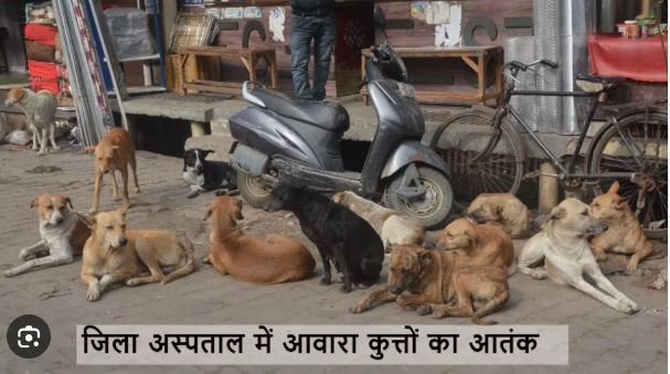 Stray Dog Attack Near Aurobindo Hospital Captured