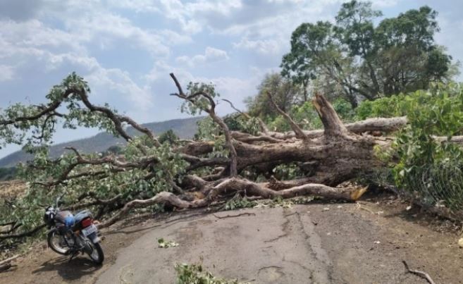 आंधी का कहर: 100 साल पुराना पेड़ गिरने से 26 घंटे से बंद Bagli-Dhawadiya मुख्य मार्ग, 10 गांवों का संपर्क बाधित