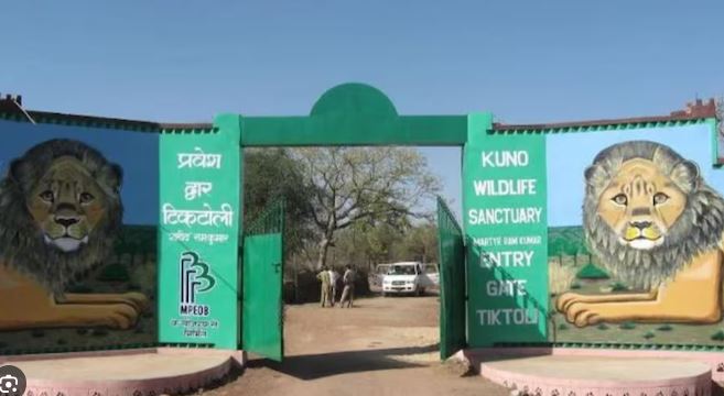 राष्ट्रपति के Kuno दौरे के बीच उठा एशियाई शेरों की बसावट का मुद्दा: 25 गांवों के विस्थापन को लेकर तेज हुआ आंदोलन