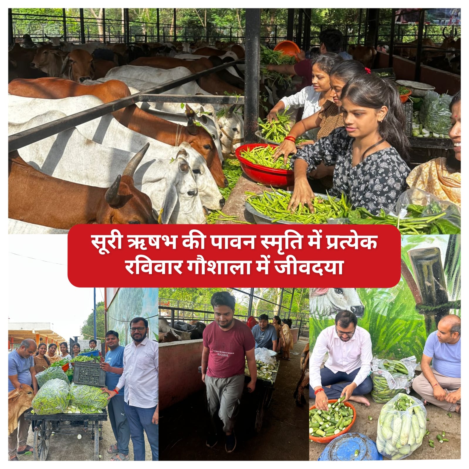 Indore में जीवदया एवं गौसेवा अभियान के तहत गौमाता को मिला विशेष पौष्टिक आहार, सेवा कार्य बना प्रेरणा