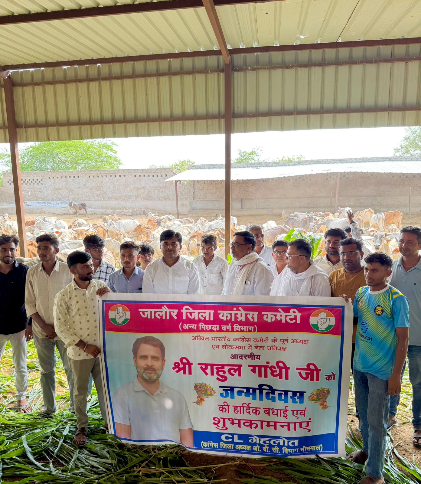 राहुल गांधी के जन्मदिन पर भीनमाल कांग्रेस का अनोखा सेवा संकल्प, गौशाला में गौसेवा कर बांटी खुशियां