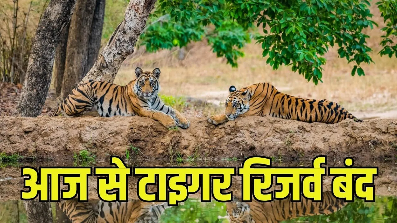 Chhattisgarh Tiger Reserves Closed: मानसून और प्रजनन काल को देखते हुए जंगल सफारी पर 3.5 महीने की रोक (विस्तृत रिपोर्ट)