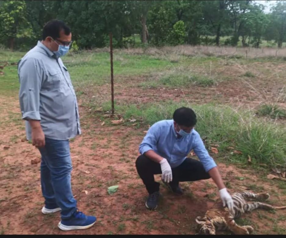 Bandhavgarh Tiger Reserve में बाघ शावक का शव मिलने से मचा हड़कंप, सिर की हड्डी में फ्रैक्चर; वन विभाग ने शुरू की गहन जांच