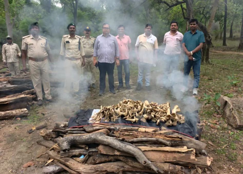 Bandhavgarh Tiger Reserve में मिला संदिग्ध बाघ का कंकाल, मौत के कारणों की जांच शुरू