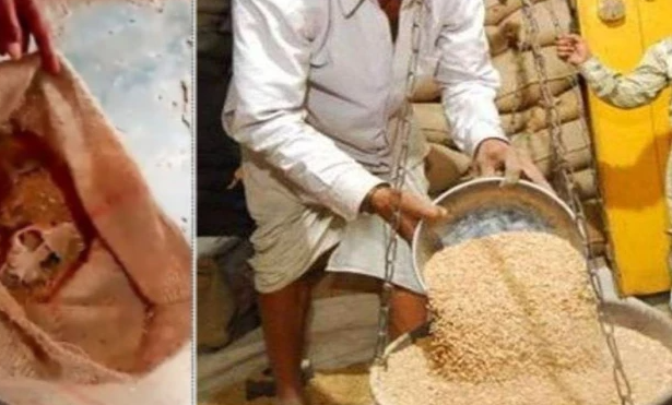 टीकमगढ़ में PDS गेहूं की बोरी से मिली संदिग्ध हड्डी, राशन वितरण रोका गया; दुकान सील कर जांच शुरू