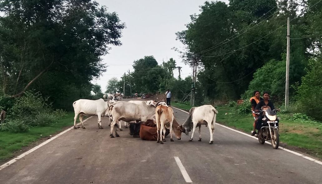 Silwani : “हम भी जाएं तो कहां जाएं”, सड़क और हाईवे पर बैठे पशु बने वाहन चालकों के लिए मुसीबत