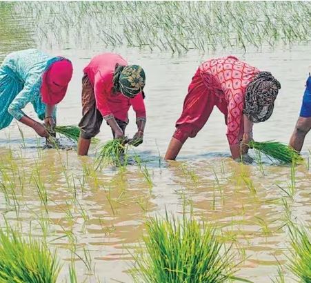 PM Fasal Bima Yojana: किसानों के लिए सुरक्षा कवच, लेकिन फर्जीवाड़ा करने वालों पर होगी सख्त कार्रवाई