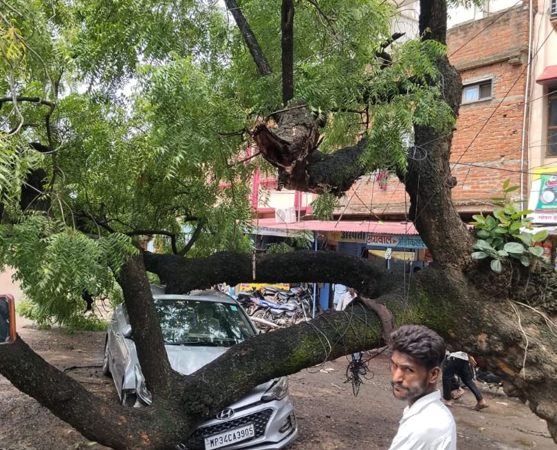 पटेरा मुख्य बाजार में विशाल नीम का पेड़ गिरा, कई वाहन क्षतिग्रस्त; बड़ा हादसा टला