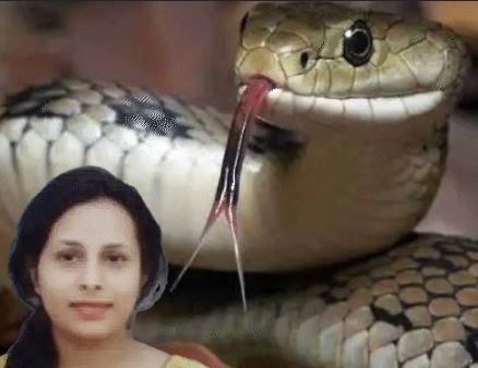 Bilaspur फर्जी स्नेक बाइट पीएम रिपोर्ट मामला: तीन एसडीएम कार्यालय के बाबू गिरफ्तार, 17 एफआईआर दर्ज