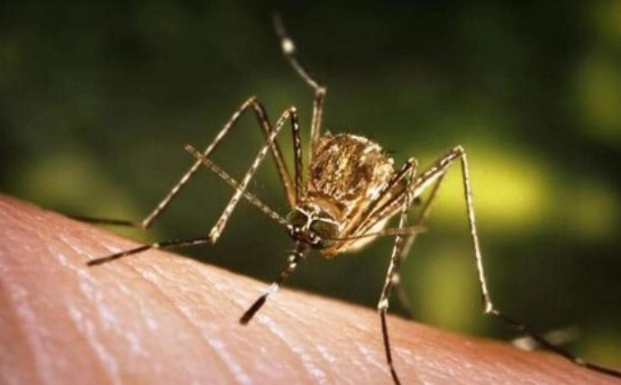 Jagdalpur Japanese Encephalitis Alert: 9 साल की छात्रा में JE संक्रमण की पुष्टि, स्वास्थ्य विभाग अलर्ट